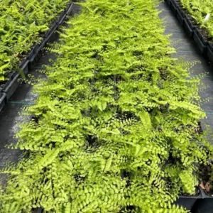 Five-Finger Maidenhair Fern Plant 3.5