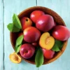 Flavortop Nectarine Tree Bare Root 3-4 ft Fruit Tree - Fast Growing