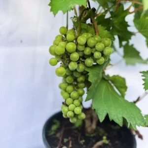 Red Grape Vine - 3 Gallon Potted Vine - 2 to 3 Feet - Sweet Grape - Easy to Grow - Not Ship CA