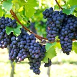 Frontenac Grape Vine Plant - Bare Root Grape Vine Fruit Plant