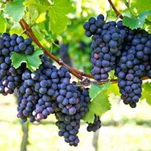 Frontenac Grape Vine Plant - Bare Root Grape Vine Fruit Plant