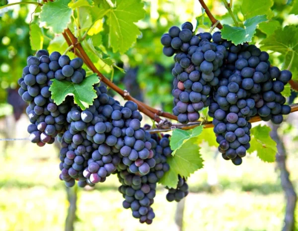 Frontenac Grape Vine Plant - Bare Root Grape Vine Fruit Plant