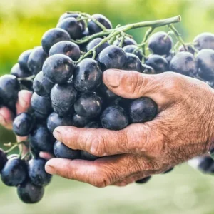 Frontenac Grape Vine Plant - Bare Root Grape Vine Fruit Plant