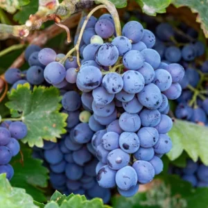 Frontenac Grape Vine Plant - Bare Root Grape Vine Fruit Plant