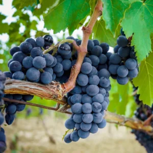 Concord Grape Vine Live Plant - 1 Gallon Potted Sweet Grape Plant