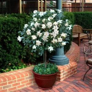 Aimee Gardenia Jasmine Plant Live - Fragrant Flower Plant - 8 to 10 Inch Home Garden