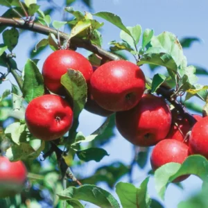 Jonathan Apple Tree Live Plant - 2-3 Inch Red Apple Fruit Tree - Grow Indoors/Outdoors