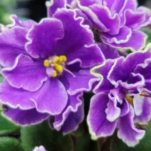African Violet Ness Grape Fizz Semi Miniature Starter Plant