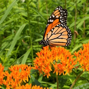 Gay Butterflies Butterfly Weed Flower Bulbs - 5 Bulbs Per Pack - Perennial Garden Flower Root