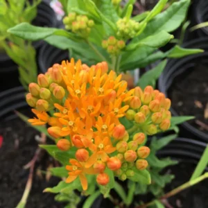 Gay Butterflies Butterfly Weed Flower Bulbs - 5 Bulbs Per Pack - Perennial Garden Flower Root