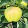Ginger Gold Apple Tree - Bare Root Apple Fruit Tree 4-5 Feet