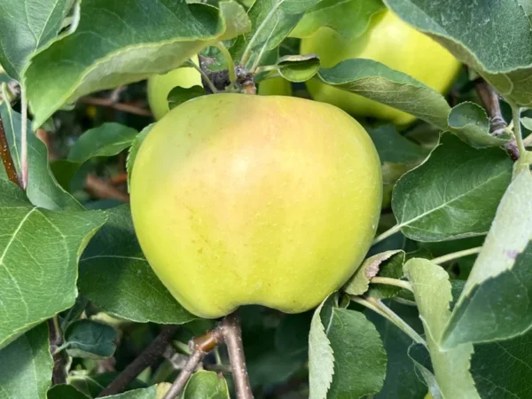 Ginger Gold Apple Tree - Bare Root Apple Fruit Tree 4-5 Feet