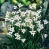 Gladiolus Murielae or Peacock Orchid Flower Bulbs - 25 Bulbs per Pack - Pleasantly Scented