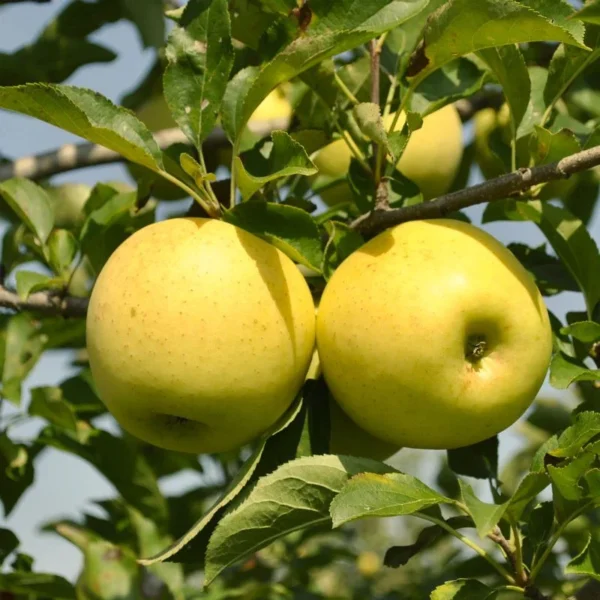 Golden Delicious Apple Tree Live Plant - 2-3 Inch Tall Fruit Tree