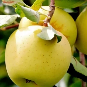 Golden Delicious Apple Tree Live Plant - 2-3 Inch Tall Fruit Tree