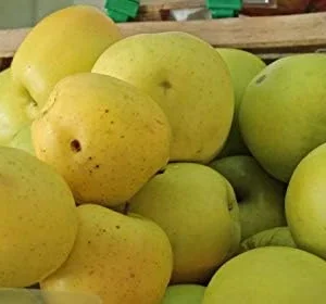 Golden Delicious Apple Tree Live Plant - 2-3 Inch Tall Fruit Tree