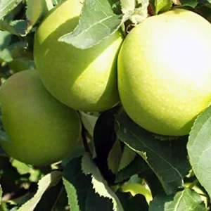 Golden Delicious Apple Tree Live Plant - 2-3 Inch Tall Fruit Tree