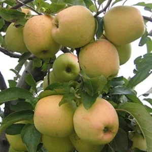 Golden Delicious Apple Tree Live Plant - 2-3 Inch Tall Fruit Tree