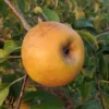 Golden Russet Apple Tree - Bare Root Apple Fruit Tree - 3 to 4 Feet