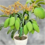 Grafted Mango Tree - MUN KUN SI Variety - 3-4 ft Tall - 3 Gal Pot - Live Plant