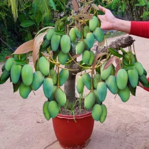 Grafted Mango Tree - MUN KUN SI Variety - 3-4 ft Tall - 3 Gal Pot - Live Plant