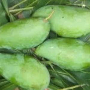 Grafted Mango Tree - MUN KUN SI Variety - 3-4 ft Tall - 3 Gal Pot - Live Plant