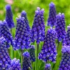 Grape Hyacinth Bluebells Muscari - 10 Bare Root Bulbs Perennial Live Plants