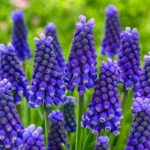 Grape Hyacinth Bluebells Muscari - 10 Bare Root Bulbs Perennial Live Plants