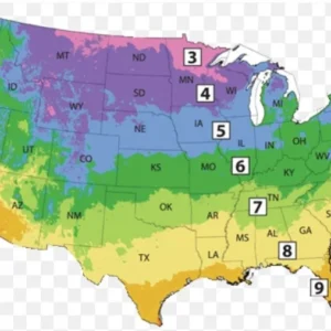 Grape Hyacinth Bluebells Muscari - 10 Bare Root Bulbs Perennial Live Plants