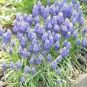 Grape Hyacinth Bluebells Muscari - 10 Bare Root Bulbs Perennial Live Plants