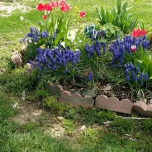 Grape Hyacinth Bluebells Muscari - 10 Bare Root Bulbs Perennial Live Plants