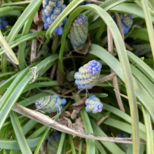 Grape Hyacinth Bluebells Muscari - 10 Bare Root Bulbs Perennial Live Plants