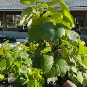 Grape Vine Plant - Live Plant in Gallon Pot - 2 Feet Tall - Not Ship CA