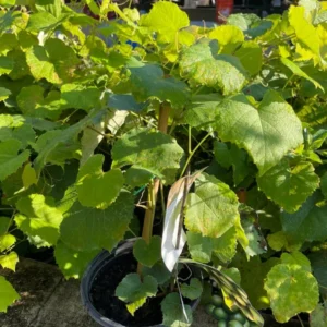 Grape Vine Plant - Live Plant in Gallon Pot - 2 Feet Tall - Not Ship CA
