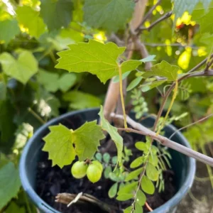 Grape Vine Plant - Live Plant in Gallon Pot - 2 Feet Tall - Not Ship CA