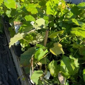 Grape Vine Plant - Live Plant in Gallon Pot - 2 Feet Tall - Not Ship CA
