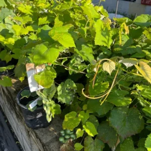 Grape Vine Plant - Live Plant in Gallon Pot - 2 Feet Tall - Not Ship CA