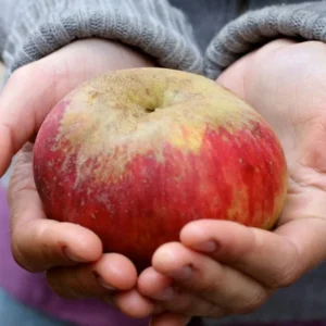 Gravenstein Apple Tree - Bare Root Apple Fruit Tree 4-5 Feet