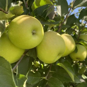 Grimes Golden Apple Tree - Bare Root Apple Fruit Tree 3-4 ft