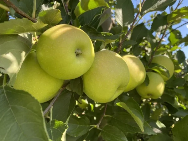 Grimes Golden Apple Tree - Bare Root Apple Fruit Tree 3-4 ft