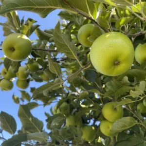 Grimes Golden Apple Tree - Bare Root Apple Fruit Tree 3-4 ft