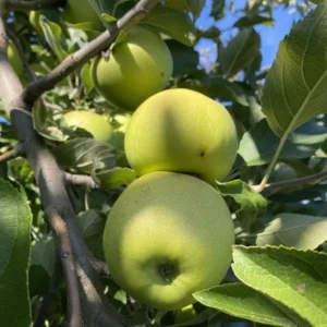 Grimes Golden Apple Tree - Bare Root Apple Fruit Tree 3-4 ft