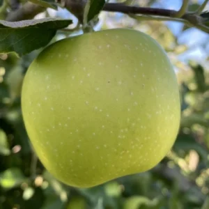 Grimes Golden Apple Tree - Bare Root Apple Fruit Tree 3-4 ft