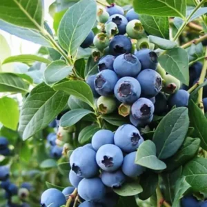 Blueberry Bush Live Plant Jersey Variety 4 Inch Potted Fruit Seedling