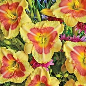When My Sweetheart Returns Daylily Bulbs - Reblooming Flower - 1 Bulb Pack