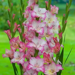 Priscilla Gladiolus Bulbs - Perennial Flower Bulbs - Pack of 10 for Planting