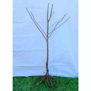 Dwarf 20th Century Asian Pear Tree Bare Root Fruit 4-5 FT
