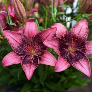 Purple Eye Asiatic Lily Flower Bulbs - 3 Lily Bulbs Per Pack - Purple Flowers