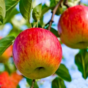 Ben Davis Apple Tree - Bare Root Apple Fruit Tree - 3 to 4 Feet