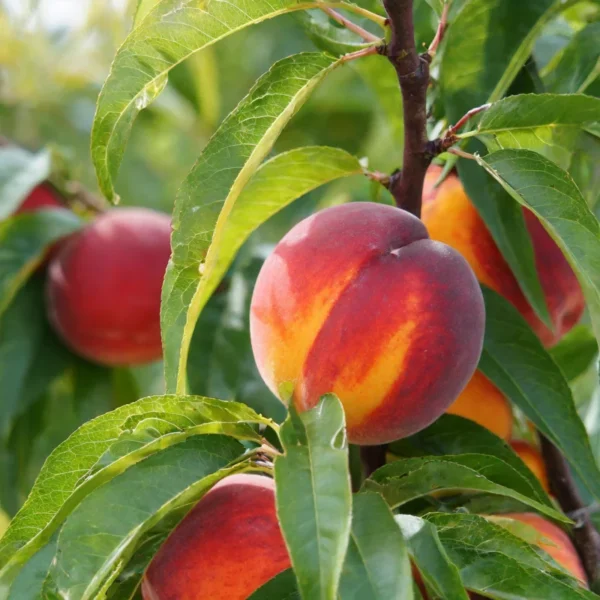 Hardired Nectarine Tree Bare Root 4-5 Ft Fruit Tree